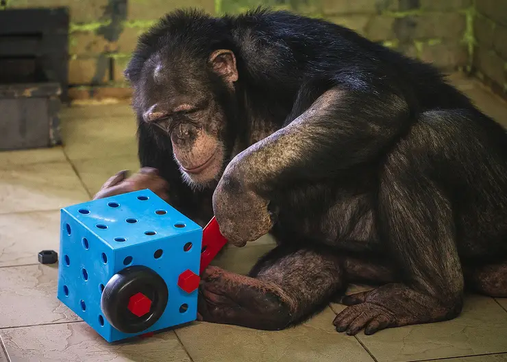 Красноярцы заметили грустного шимпанзе в «Роевом ручье»