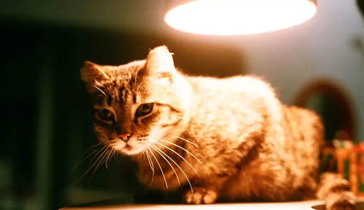 Коты-хранители: кошки, работающие в учреждениях Красноярска
