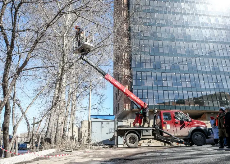 В Красноярске рассказали о правильном кронировании деревьев
