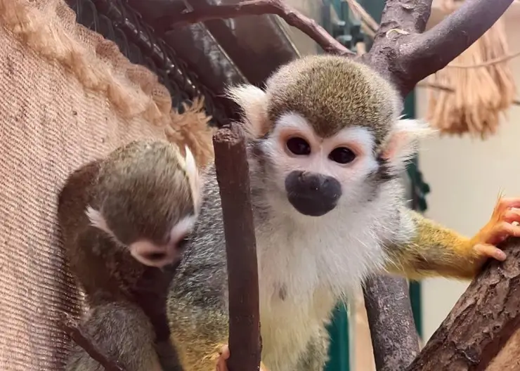 В красноярском зоопарке родились детеныши обезьян саймири