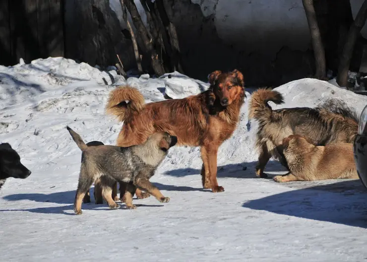 Что делать с бездомными собаками в Красноярске?