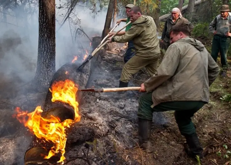Площадь лесных пожаров в Красноярском крае за год сократилась в пять раз