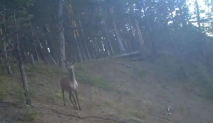 В заповеднике на севере Красноярского края показали пугливую самку оленя
