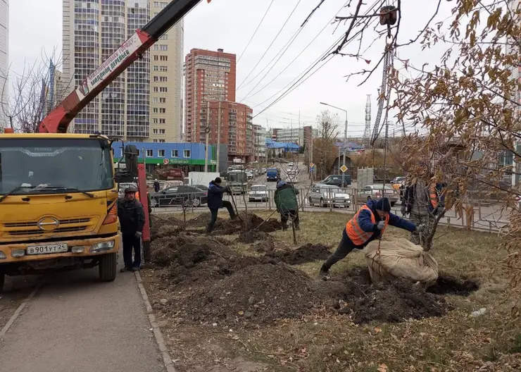 Больше 20 тысяч деревьев посадили в Красноярске активные горожане