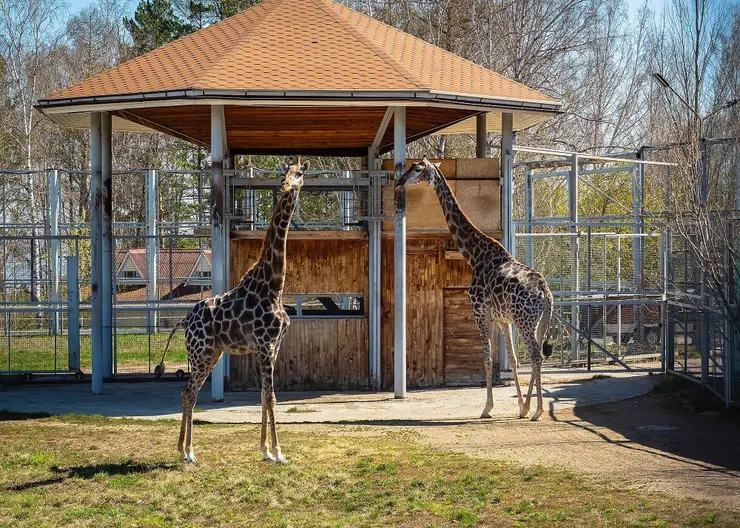 В Красноярске двух жирафов из «Роева ручья» перевели в летний вольер