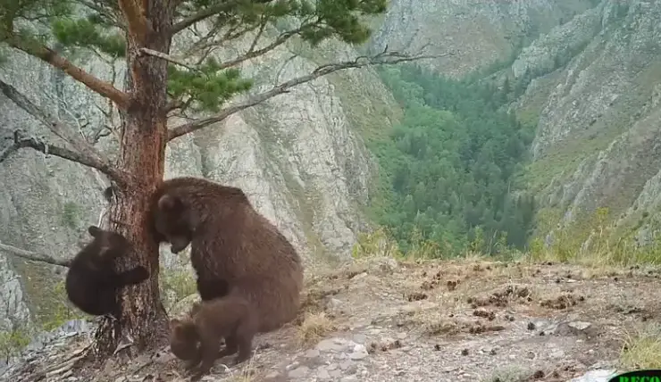 На юге Красноярского края запечатлели игры медвежьей семьи