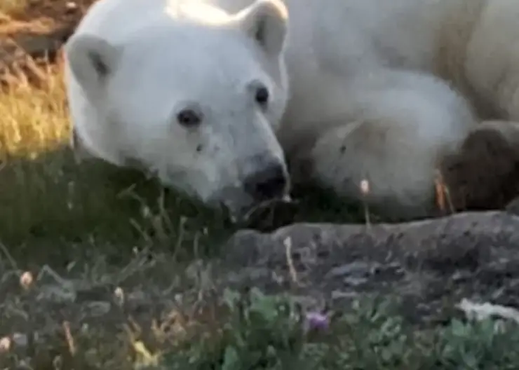 На севере Красноярского края заметили белого медведя с металлической банкой во рту