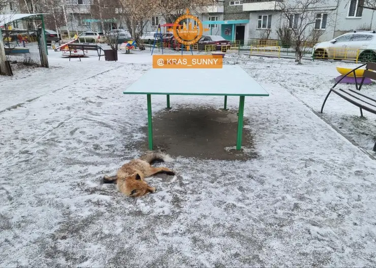 В красноярском микрорайоне Солнечный собаки загрызли лису