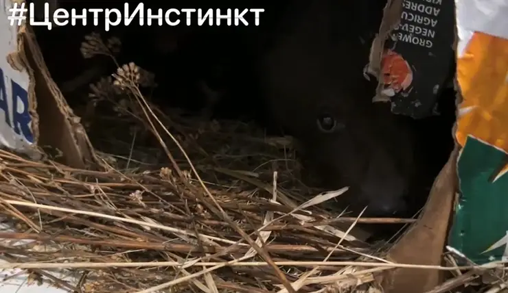 В Красноярске семья принесла домой медвежонка и держала у себя в квартире