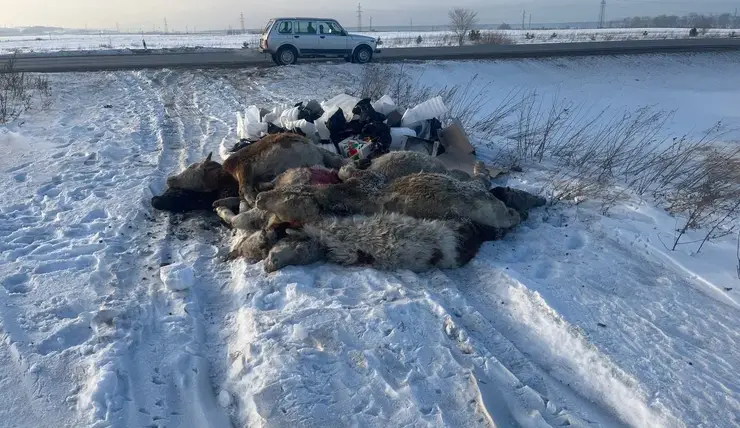На обочине трассы под Красноярском нашли свалку останков животных