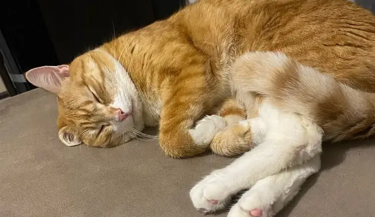 В красноярском Солнечном выявили бешенство у домашней кошки