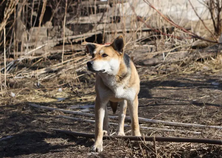 В Красноярске в микрорайоне Солнечный подростки избили собаку