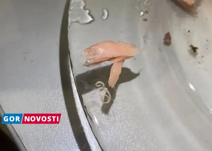 В одном из гипермаркетов Красноярска продавали горбушу с червями