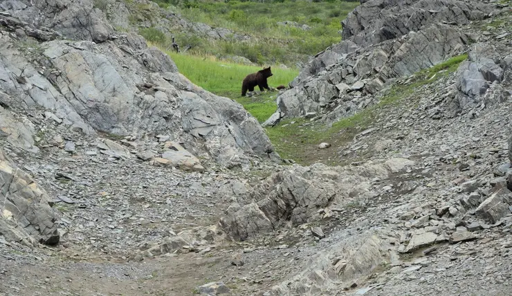 В Красноярском крае засняли охоту медведя на самку горного козла и детенышей в естественной среде