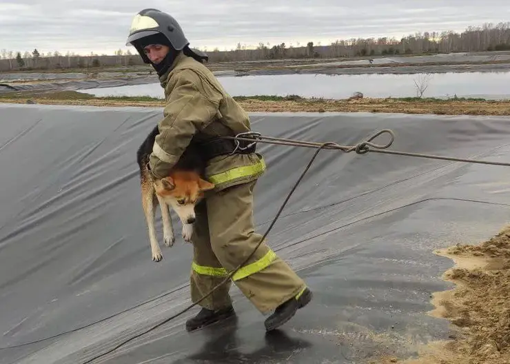 Пожарные Красноярского края спасли троих собак из котлована