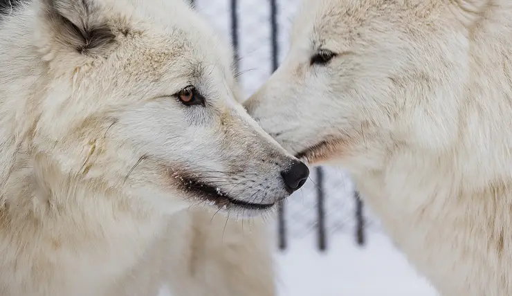 Пару полярных волков Бланку и Олава показали в «Роевом ручье»