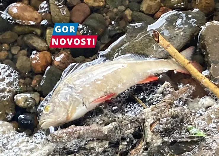 За 9 месяцев в Красноярском крае изъяли более 76 кг небезопасной рыбы