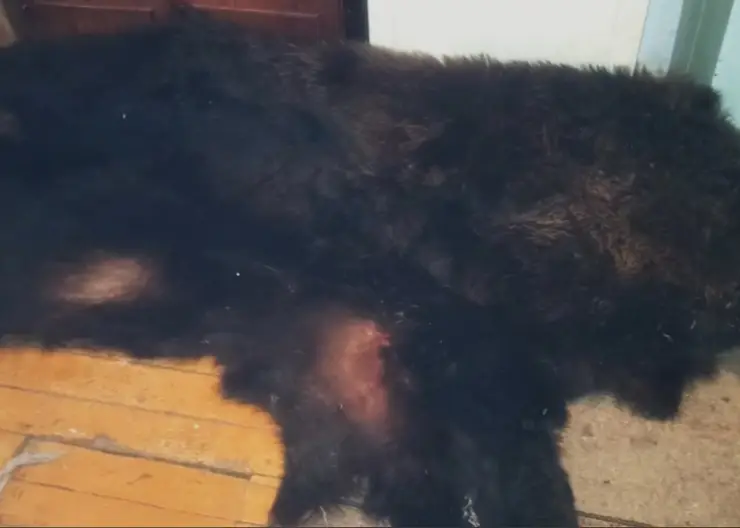 Житель Курагинского района незаконно добыл медведя