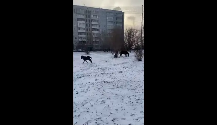 В Красноярске во дворе школы №121 бегали пони