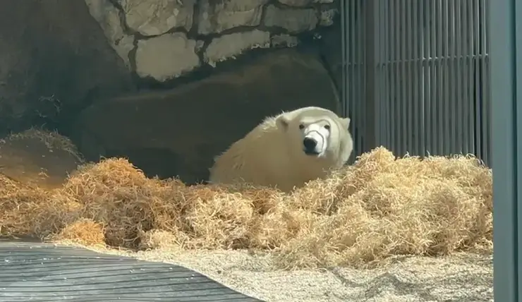 В Московском зоопарке поделились новым видео со спасенным в Красноярском крае медведем Диксоном