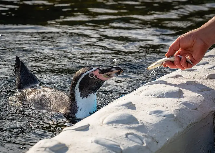 Красноярцев приглашают отметить Международный день пингвина в зоопарке «Роев ручей»
