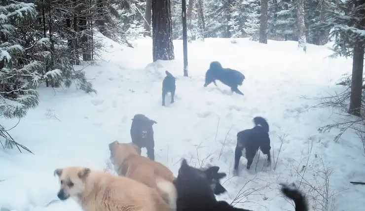 В нацпарке «Красноярские Столбы» численность бродячих собак в шесть раз превышает число волков