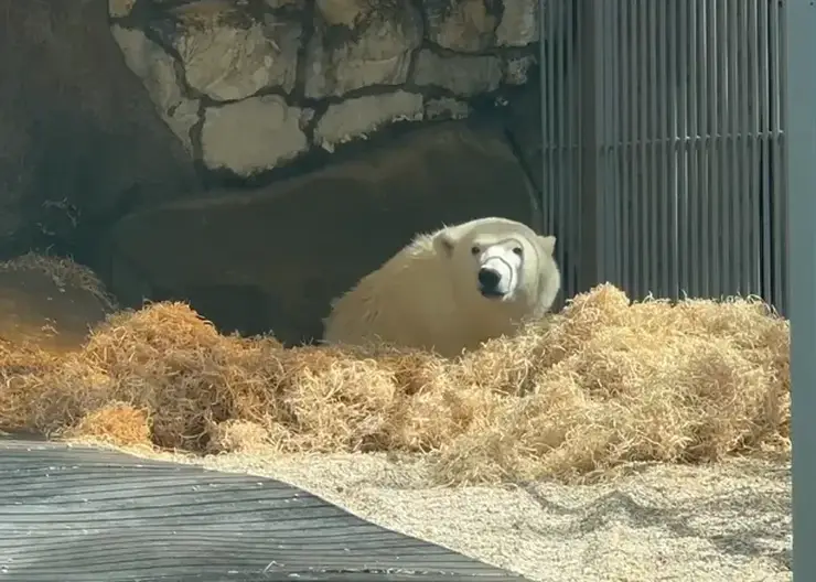 В Московском зоопарке отказались от коллективных визитов к полярному медведю Диксону