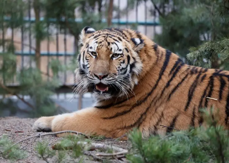 В красноярский «Роев ручей» привезли еще одну тигрицу