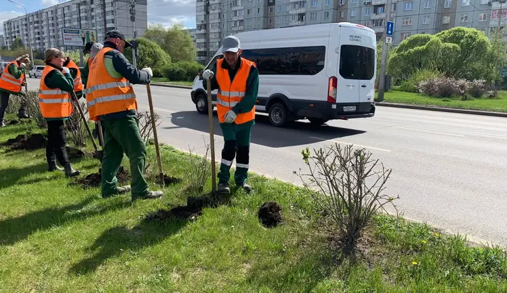 В Красноярске проведут масштабное озеленение разделительной полосы на 9 Мая