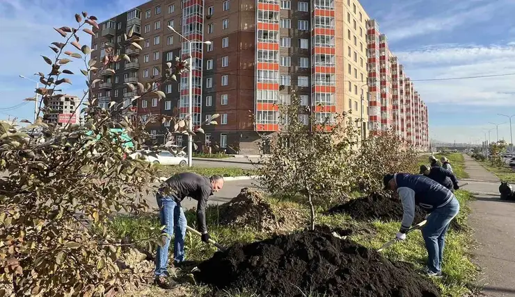 В Красноярске высадили 4124 дерева за прошедшую неделю