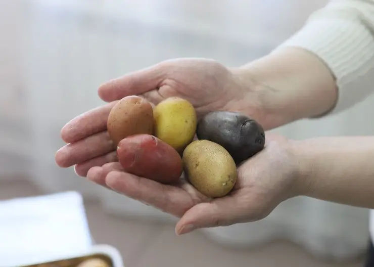 Красноярцы выбрали лучшие сорта картофеля