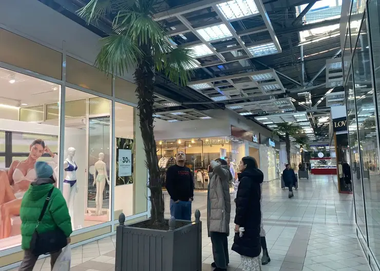 В Красноярске озеленители проверили состояние пальм в торговых центрах