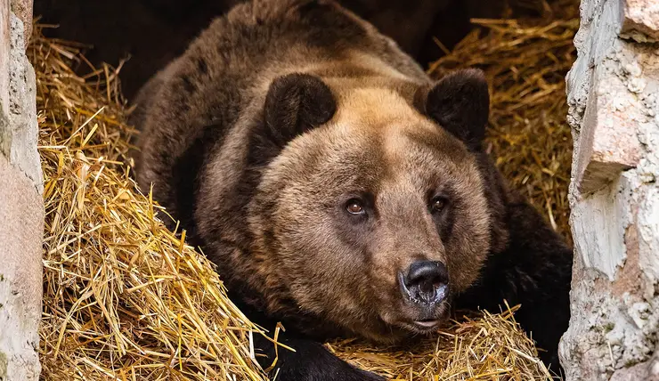 В Дивногорске медведь вышел к дачам