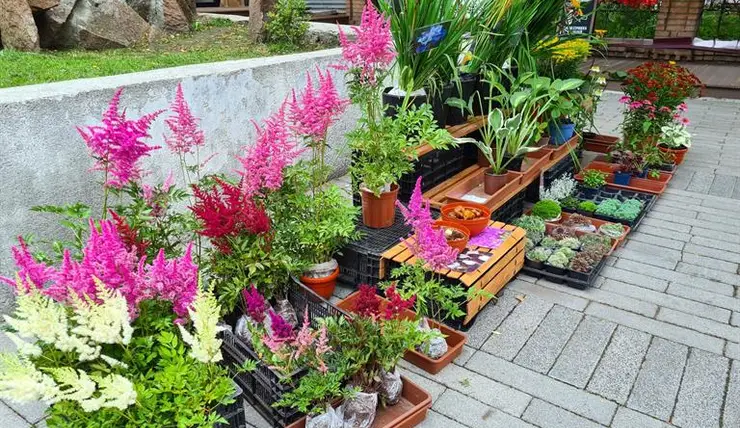 За лето на выставке цветов в Центральном районе продали 25 тысяч растений