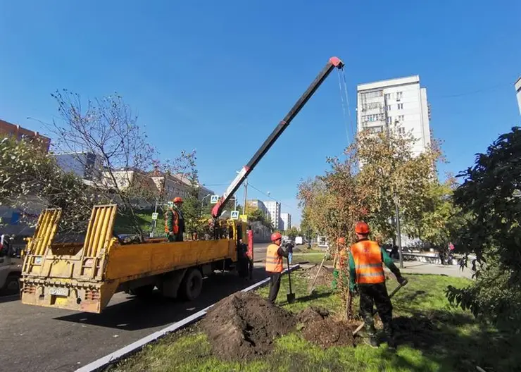 В Красноярске в этом году высадят свыше 7 500 деревьев и кустарников