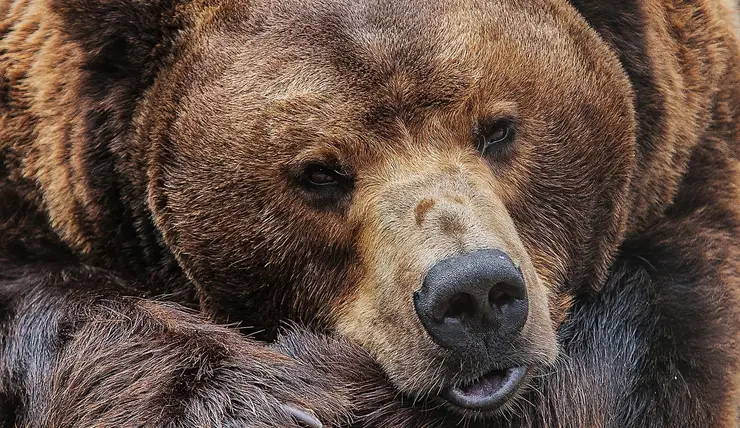 Красноярцам рассказали, как вести себя при встрече с медведем