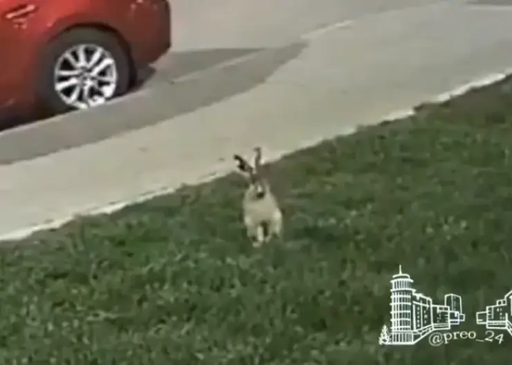 В Красноярске во дворе на улице Авиаторов увидели зайца