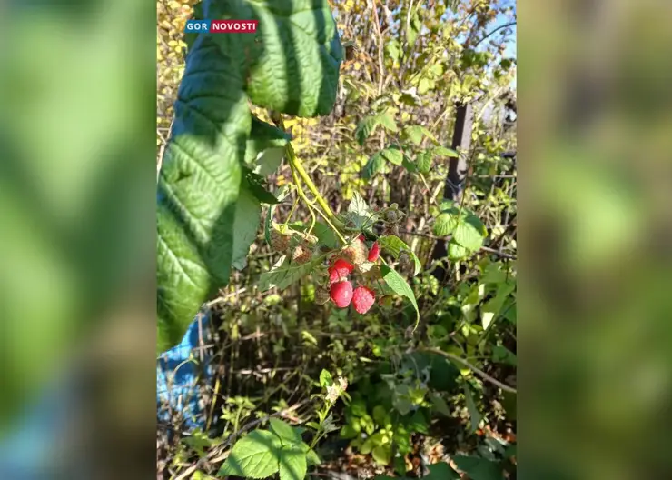 Красноярские дачники собирают урожай малины в октябре