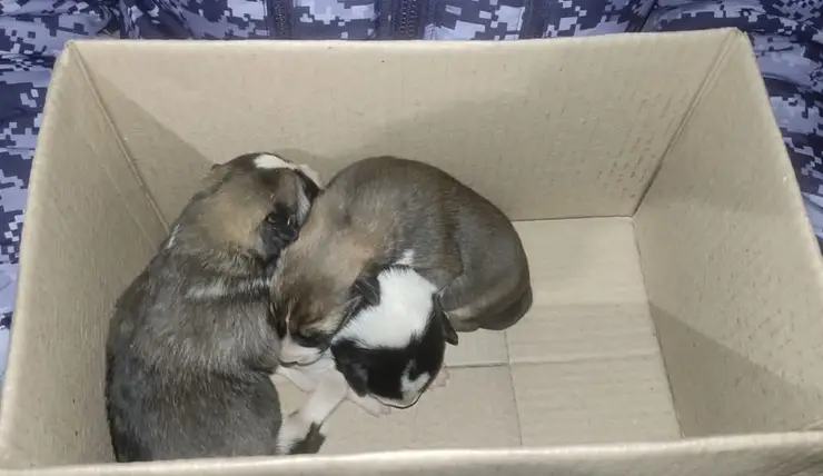 В Красноярске росгвардейцы спасли новорожденных щенков