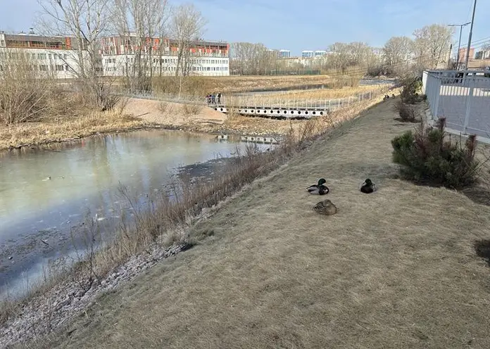 В Свердловском районе Красноярска может появиться новая рекреационная зона у Енисея