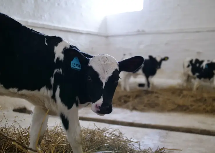В Красноярском крае растет производство говядины и молока