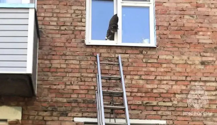 В Красноярском крае пожарные спасли застрявшего в окне кота