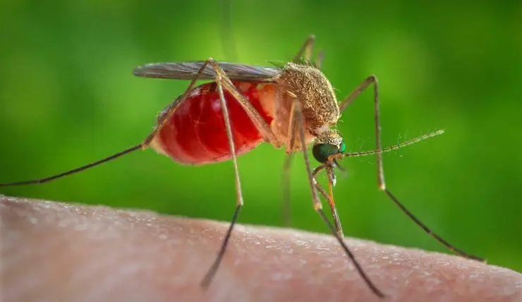В 2021 году в крае зафиксировано два случая тропической малярии