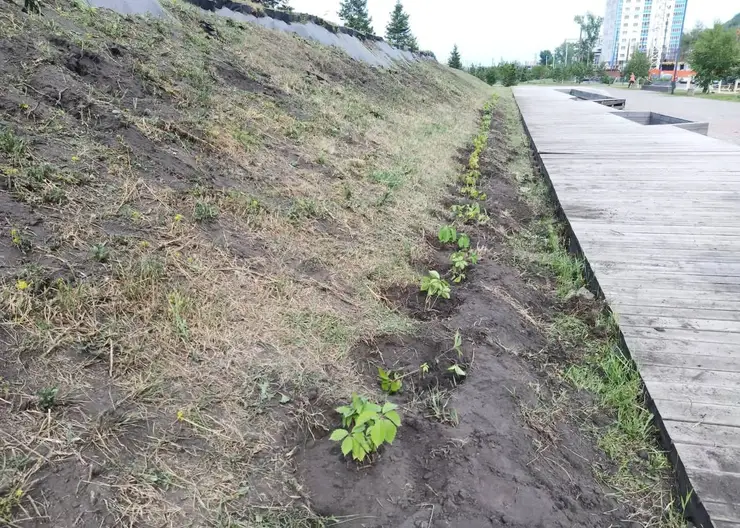 В Красноярске на склонах сквера Универсиады впервые высадили девичий виноград