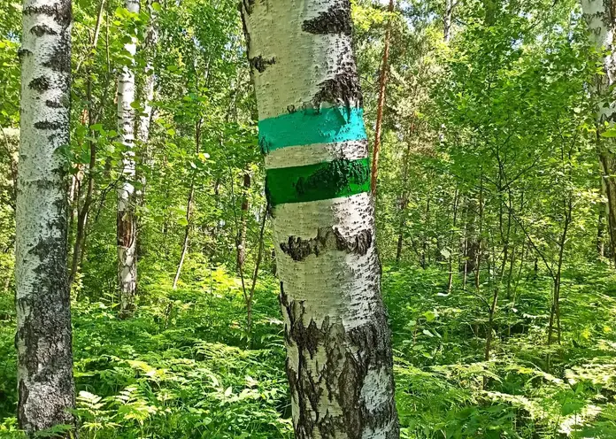 В красноярском экопарке «Гремячая грива» промаркировали два новых маршрута