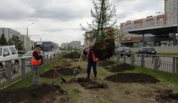 В Красноярске высаживают елки на проспекте Комсомольский