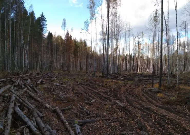 В Красноярском крае «черный лесоруб» на 108 миллионов предстанет перед судом