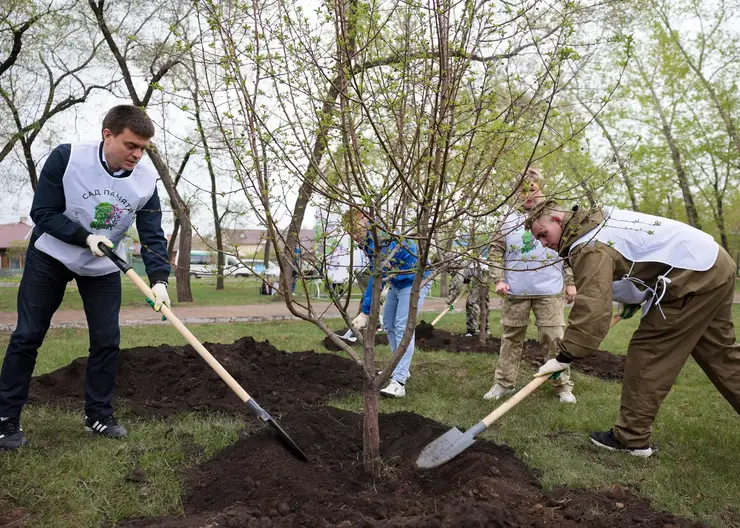 Красноярцы высадили деревья в память о погибших в годы Великой Отечественной войны