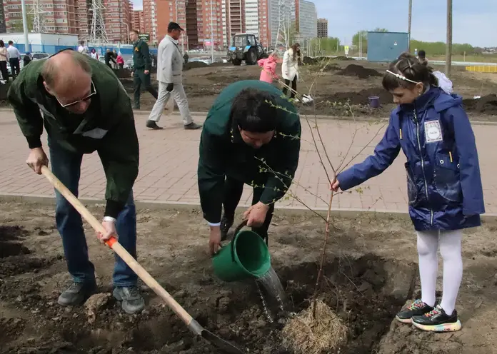 Красноярские школьники высадили березовую аллею в рамках международной акции «Сад памяти»