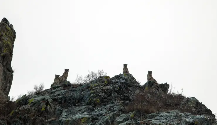 В Саяно-Шушенском заповеднике вновь запечатлели самку снежного барса и трех ее котят